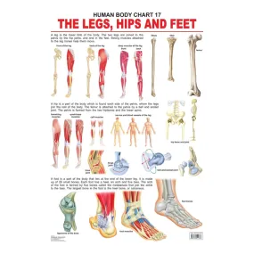 The Hips, Legs & Feet - Chart